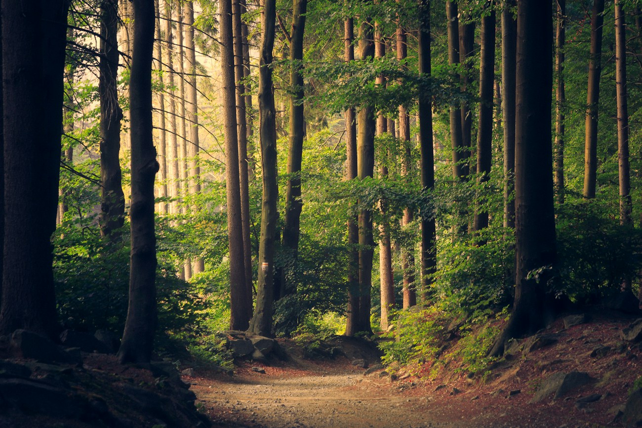 Sunlight falling through a green woodland